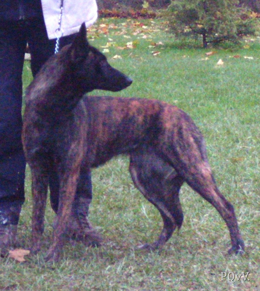  Gylis de la Cite des Maraudeurs